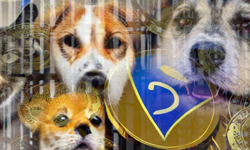 File:Animalshelterscam.jpg